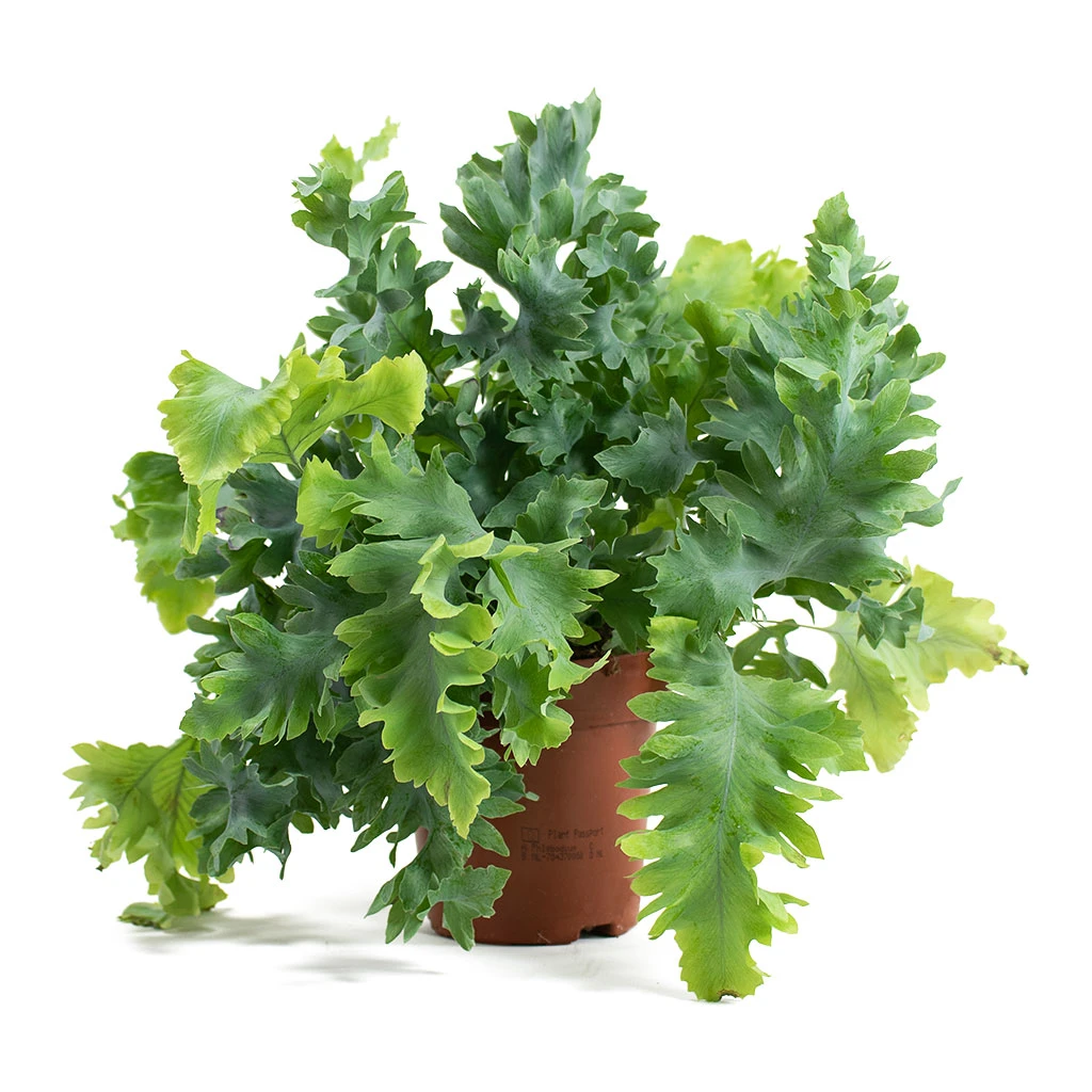 Phlebodium Davana - Blue Star Fern 13 Phlebodium Davana - Blue Star Fern - Image 13