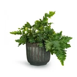 Phlebodium Davana - Blue Star Fern 21 Phlebodium Davana - Blue Star Fern -Indoor Plants Phlebodium davana Blue Star Fern 12x25cm Duncan Plant Pot Blue Gold 17x16cm 23fc29e3 c994 4c20 8cff c18b9c13865c