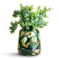 Lammie Planter - Bee Green 13 Lammie Planter - Bee Green -Indoor Plants Phlebodium davana Blue Star Fern 12x25cm Lammie Planter Bee Green 21x24cm 2d8790a8 dda6 425d a136 bb3af415f5e5