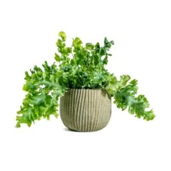 Phlebodium Davana - Blue Star Fern 25 Phlebodium Davana - Blue Star Fern -Indoor Plants Phlebodium davana Blue Star Fern Feico Plant Pot Mint Grey