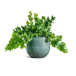 Phlebodium Davana - Blue Star Fern 22 Phlebodium Davana - Blue Star Fern -Indoor Plants Phlebodium davana Blue Star Fern ryan shiny blue plant pot