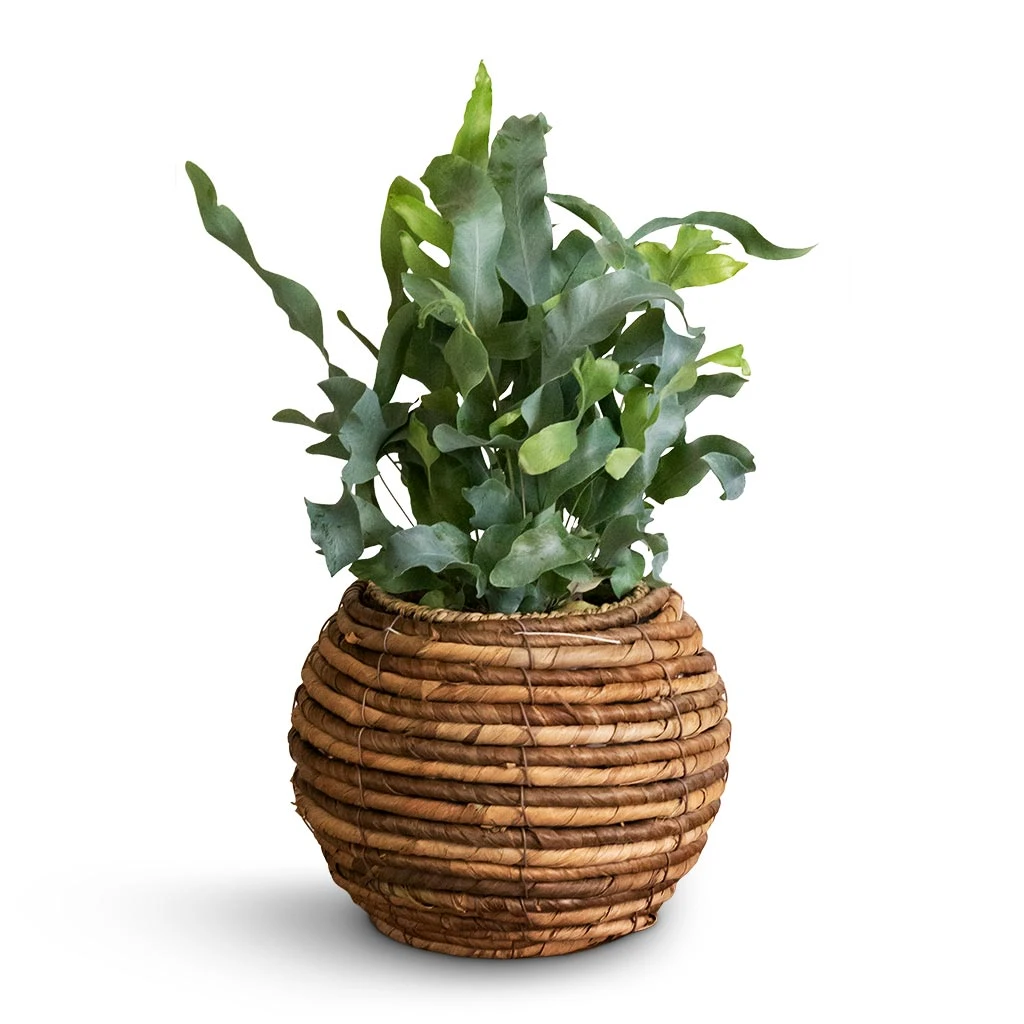 Phlebodium Blue Star - Blue Star Fern 9 Phlebodium Blue Star - Blue Star Fern - Image 9