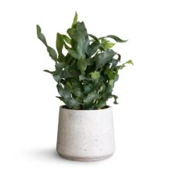 Patt Plant Pot - White Washed -Indoor Plants Phlembodium Blue Star Blue Star Fern 12x30cm Patt Plant Pot White Washed 16x14cm f74a80f2 96d1 4a80 be28 ef2f181545a8