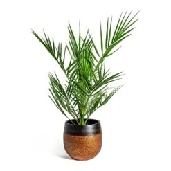 Mya Plant Pot - Shiny Mocha -Indoor Plants Phoenix canariensis Canary Island Date Palm Mya Plant Pot Shiny Mocha 22cm 94a3fb20 a36a 4916 b2ba 7a71a2f330e2