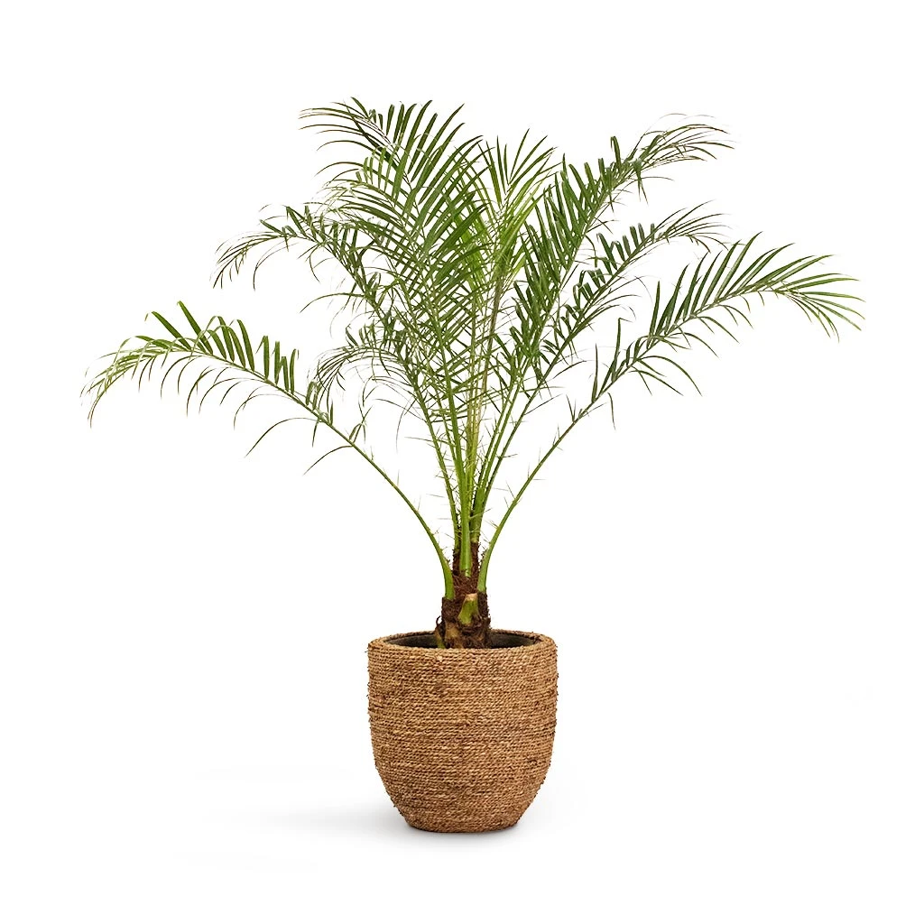 Cody Plant Pot - Straw Grass 11 Cody Plant Pot - Straw Grass - Image 11