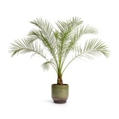 Phoenix Roebelenii - Pygmy Date Palm -Indoor Plants Phoenix roebelenii Pygmy Date Palm 17x50cm Linn Plant Pot Deep Green 21x21cm abfc0ba6 ed96 42f0 b384 46b558ae090b