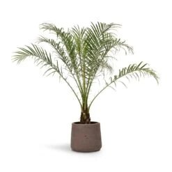 Phoenix Roebelenii - Pygmy Date Palm -Indoor Plants Phoenix roebelenii Pygmy Date Palm 17x50cm Patt Plant Pot Ash Brown 23x20cm