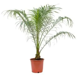 Phoenix Roebelenii - Pygmy Date Palm -Indoor Plants Phoenix roebelenii Pygmy Date Palm