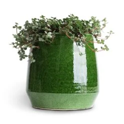 Pilea Glaucophylla Greyzy - Silver Sparkles -Indoor Plants Pilea glaucophylla Greyzy Silver Sparkles 10.5x15cm Remi Plant Pot Green 15x15cm 1f2ac8a4 f8b7 45e3 adc1 63d7197257bc