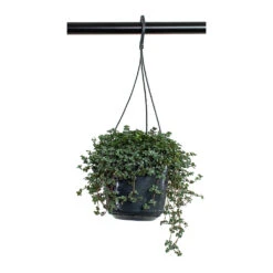 Pilea Glaucophylla Greyzy - Silver Sparkles -Indoor Plants Pilea glaucophylla Greyzy Silver Sparkles 15cm