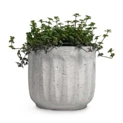 Pilea Glaucophylla Greyzy - Silver Sparkles -Indoor Plants Pilea glaucophylla Greyzy Silver Sparkles Plant Pot Duncan Cement 14x13cm 0e065956 0403 463c a100 7883dea3eba0