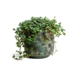 Pilea Glaucophylla Greyzy - Silver Sparkles -Indoor Plants Pilea glaucophylla Greyzy Silver Sparkles Saar Plant Pot Earth Cement