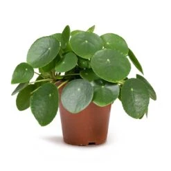 Pilea Peperomioides - Chinese Money Plant 24 Pilea Peperomioides - Chinese Money Plant -Indoor Plants Pilea peperomioides Chinese Money Plant 12x20cm