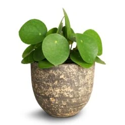 Pilea Peperomioides - Chinese Money Plant 31 Pilea Peperomioides - Chinese Money Plant -Indoor Plants Pilea peperomioides Chinese Money Plant 12x20cm Cas Plant Pot Sahara 15 x13cm 0a0fc162 f405 4438 932f 8329a669c237