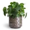 Pilea Peperomioides - Chinese Money Plant