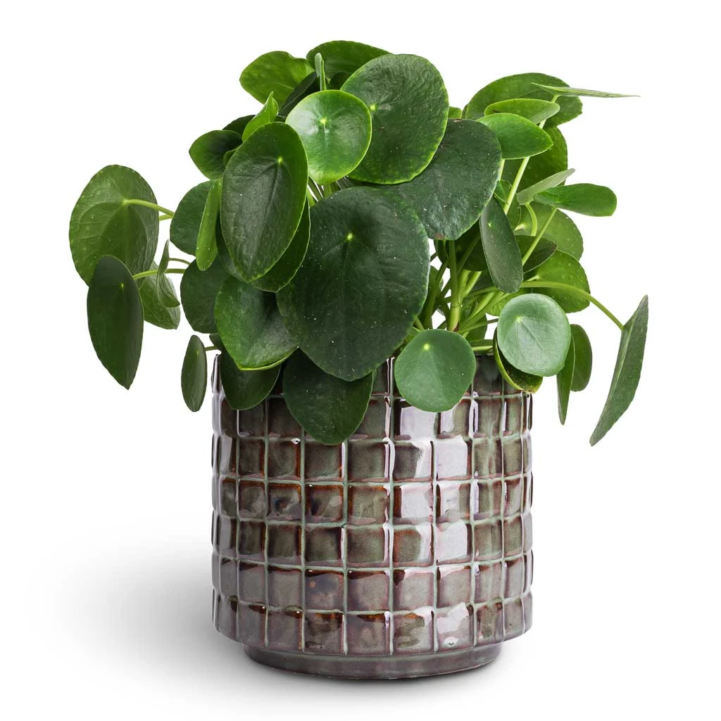 Pilea Peperomioides - Chinese Money Plant 1 Pilea Peperomioides - Chinese Money Plant