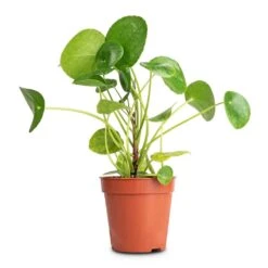 Pilea Peperomioides - Chinese Money Plant 21 Pilea Peperomioides - Chinese Money Plant -Indoor Plants Pilea peperomioides Chinese Money Plant 13x25cm