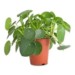 Pilea Peperomioides - Chinese Money Plant 29 Pilea Peperomioides - Chinese Money Plant -Indoor Plants Pilea peperomioides Chinese Money Plant 15x25cm