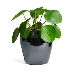 Amora Plant Pot - Anthracite Mirror 16 Amora Plant Pot - Anthracite Mirror -Indoor Plants Pilea peperomioides Chinese Money Plant 15x25cm Amora Plant Pot Anthracite Mirror 21x21cm