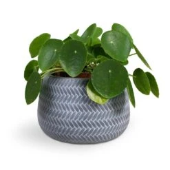 Pilea Peperomioides - Chinese Money Plant 28 Pilea Peperomioides - Chinese Money Plant -Indoor Plants Pilea peperomioides Chinese Money Plant 15x25cm Angle Darcy Plant Pot Grey 24x16cm c9e01b24 21be 4559 832e 2d83c510855b