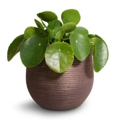 Lydia Plant Pot - Shiny Purple -Indoor Plants Pilea peperomioides Chinese Money Plant 15x25cm Lydia Plant Pot Shiny Purple 18x16cm 2