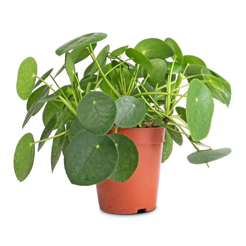 Pilea Peperomioides - Chinese Money Plant 13 Pilea Peperomioides - Chinese Money Plant - Image 13