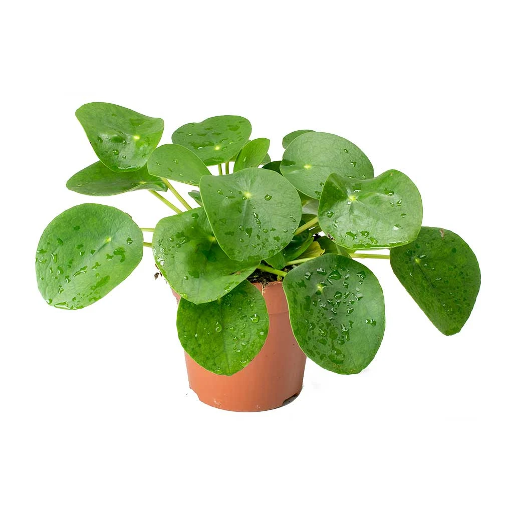 Pilea Peperomioides - Chinese Money Plant 6 Pilea Peperomioides - Chinese Money Plant - Image 6