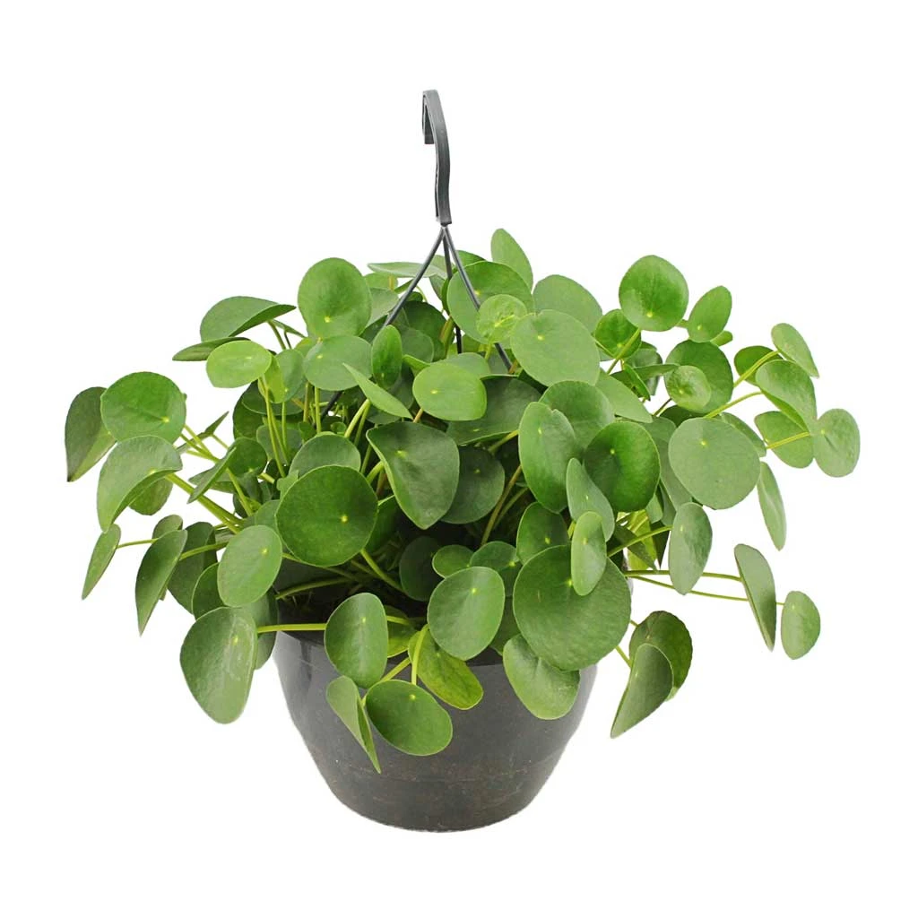 Pilea Peperomioides - Chinese Money Plant 16 Pilea Peperomioides - Chinese Money Plant - Image 16
