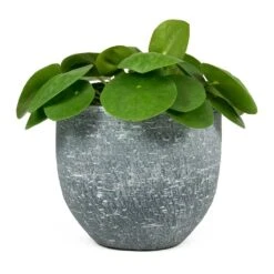 Pilea Peperomioides - Chinese Money Plant 25 Pilea Peperomioides - Chinese Money Plant -Indoor Plants Pilea peperomioides Chinese Money Plant Karlijn Plant Pot Anthracite 54639b3d c8be 47df 9d9b 12385c46e994