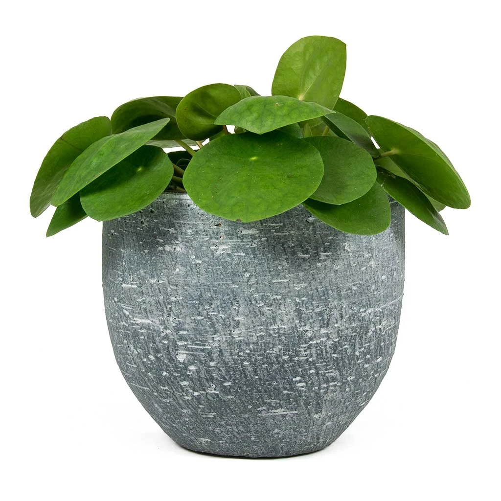 Pilea Peperomioides - Chinese Money Plant 9 Pilea Peperomioides - Chinese Money Plant - Image 9