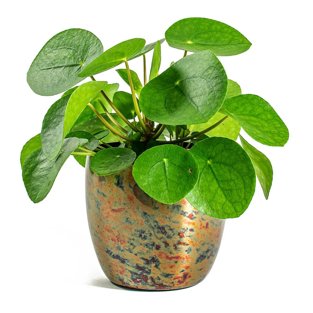 Pilea Peperomioides - Chinese Money Plant 7 Pilea Peperomioides - Chinese Money Plant - Image 7
