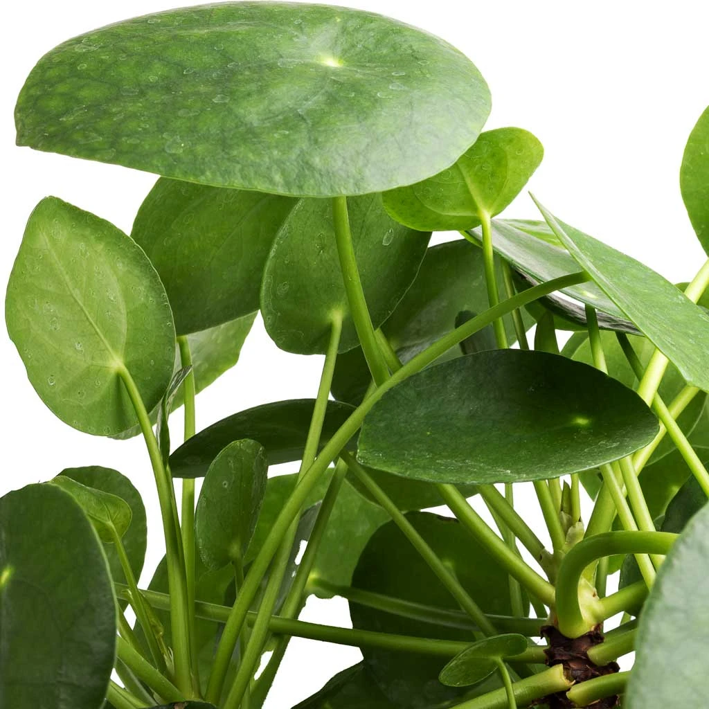 Pilea Peperomioides - Chinese Money Plant 2 Pilea Peperomioides - Chinese Money Plant - Image 2