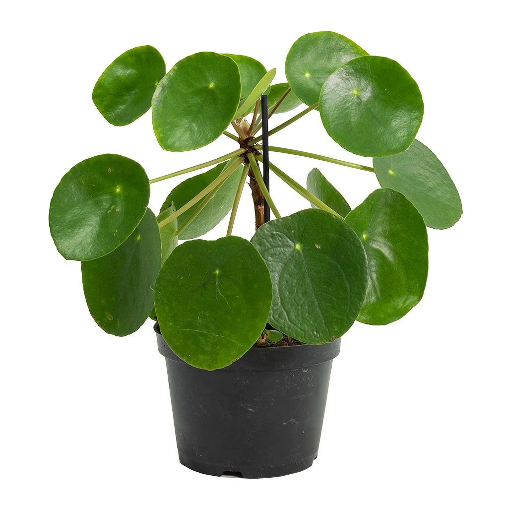Pilea Peperomioides - Chinese Money Plant 14 Pilea Peperomioides - Chinese Money Plant - Image 14