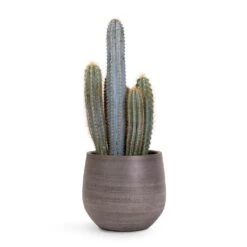 Esra Plant Pot - Mystic Grey -Indoor Plants Pilocereus pachycladus Blue Column Cactus 17x30cm Esra Plant Pot Mystic Grey 22x20cm 04cd9e22 0a4c 4cf6 82ba ff5b5eb9ae30