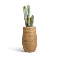Dune Partner Planter - Almond -Indoor Plants Pilocereus pachycladus azureus Blue Columnar Cactus 17x60cm Dune Partner Planter Almond 25x40cm