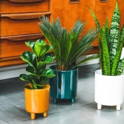 Pisa Plant Pot - Mustard -Indoor Plants Pisa Plant Pot Mustard 16 x 19cm