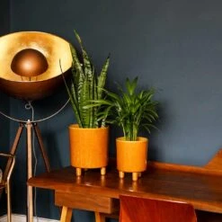 Pisa Plant Pot - Mustard -Indoor Plants Pisa Plant Pot Mustard 20 x 24cm