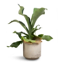 Novi Plant Pot - Grey Washed -Indoor Plants Platycerium Bifurcatum Common Staghorn Fern 12x40cm Novi Plant Pot Grey Washed 15x13.5cm d1acab64 28ab 4fe9 bc85 8a192ddea653