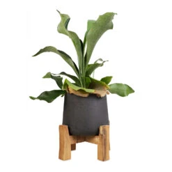 Patt Plant Pot - Low Stand - Black Washed -Indoor Plants Platycerium Bifurcatum Common Staghorn Fern 12x40cm Patt Plant Pot Low Stand Black Washed 21x20cm 1 5e6172b0 8676 4520 84d6 aaf8dfd59d0c