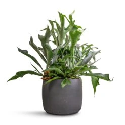 Mini Valerie Plant Pot - Black Washed -Indoor Plants Platycerium bifurcatum Common Staghorn Fern 26x60cm Mini Valerie Plant Pot Black Washed 36x28cm 71483ff2 50cd 470a 8b60 e34bb15bdf7e