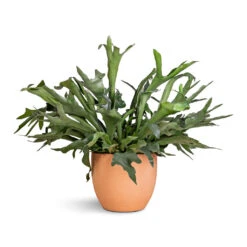 Terracotta Plant Pot -Indoor Plants Platycerium bifurcatum Common Staghorn Fern 28x60cm Terracotta Plant Pot 38x33cm 2