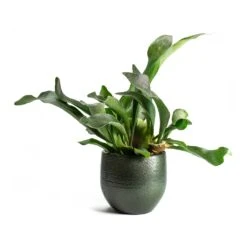 Zembla Plant Pot - Green -Indoor Plants Platycerium bifurcatum Common Staghorn Fern Zembla Plant Pot