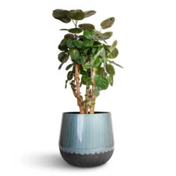 Ninthe Metal Plant Pot - Metallic Petrol -Indoor Plants Polyscias Fabian Aralia Fabian 24x70cm Ninthe Metal Plant Pot Metallic Petrol 36x31cm 7089797b 9768 4dd7 8e43 0d43afab0e3a