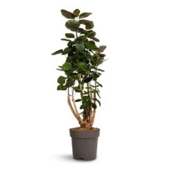 Polyscias Fabian - Aralia Fabian -Indoor Plants Polyscias Fabian Aralia Fabian 24x80cm