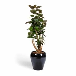 Polyscias Fabian - Aralia Fabian -Indoor Plants Polyscias Fabian Aralia Fabian 24x80cm Amora Plant Pot Anthracite Mirror 32x32cm