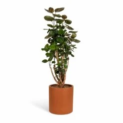 Polyscias Fabian - Aralia Fabian -Indoor Plants Polyscias Fabian Aralia Fabian 24x80cm Max Refined Planter Canyon Orange 29x29.5cm