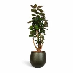 Noor Plant Pot - Velvet Green -Indoor Plants Polyscias Fabian Aralia Fabian 24x80cm Noor Plant Pot Velvet Green 33x30cm 3047308d 55b3 48d4 bd42 3850060f8f0f