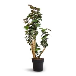 Polyscias Fabian - Aralia Fabian -Indoor Plants Polyscias Fabian Aralia Fabian 30x140cm