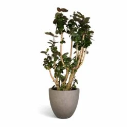 Polyscias Fabian - Aralia Fabian -Indoor Plants Polyscias Fabian Aralia Fabian 30x140cm Grigio Egg Pot Planter Natural Concrete 40x36cm