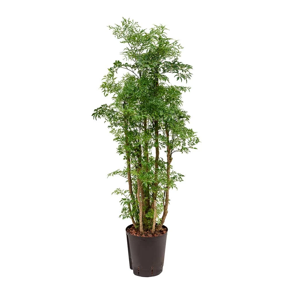 Polyscias Ming - Aralia - HydroCare 1 Polyscias Ming - Aralia - HydroCare